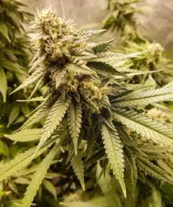 Strawberry Banana Cheese Feminized Cannabis Seeds | The Seed Fair