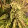 Badazz Cheese Feminized Cannabis Seeds | Badazz Cheese Strain | The Seed Fair