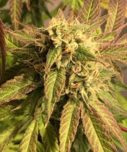 Badazz Cheese Feminized Cannabis Seeds | Badazz Cheese Strain | The Seed Fair