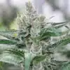 Banana Punch Feminized Cannabis Seeds | Banana Punch Strain | The Seed Fair