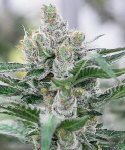 Banana Punch Feminized Cannabis Seeds | Banana Punch Strain | The Seed Fair