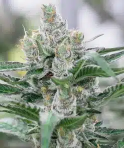 Banana Punch Feminized Cannabis Seeds | Banana Punch Strain | The Seed Fair