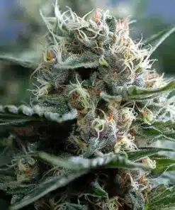 Big Bud Fast Version Cannabis Seeds | Big Bud Strain | The Seed Fair