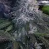 Black Widow Feminized Cannabis Seeds | Black Widow Strain | The Seed Fair