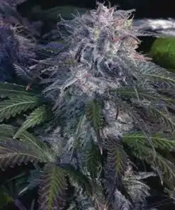 Black Widow Feminized Cannabis Seeds | Black Widow Strain | The Seed Fair