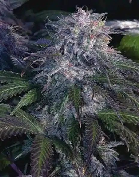 Black Widow Feminized Cannabis Seeds | Black Widow Strain | The Seed Fair