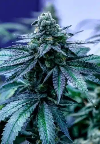 Blue Cookies Feminized Cannabis Seeds | Blue Cookies Strain | The Seed Fair