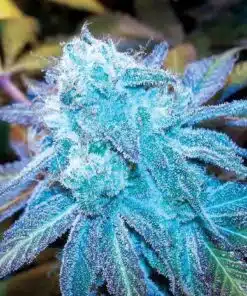 Blue Haze Feminized Cannabis Seeds | Blue Haze Strain | The Seed Fair