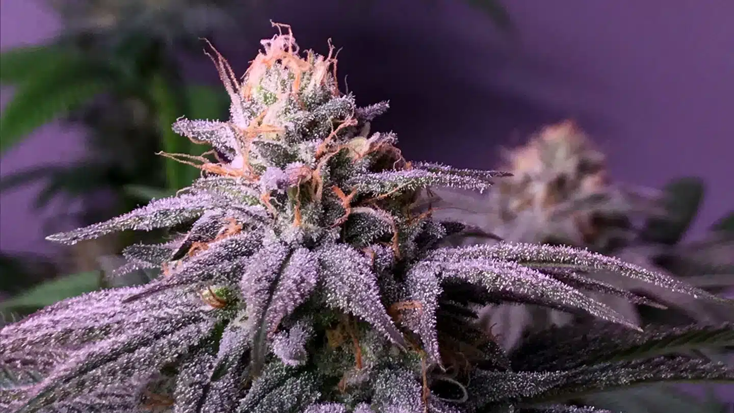 Blueberry Feminized Cannabis Seeds | best feminized seeds