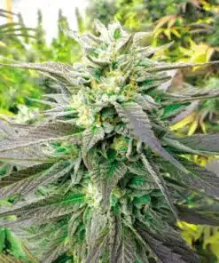 Blueberry HeadBand Feminized Cannabis Seeds | Blueberry Head Band | The Seed Fair