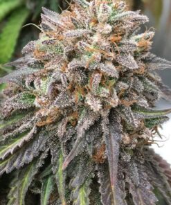 Bubba's Gift Feminized Cannabis Seeds | Bubbas Gift Strain | The Seed Fair