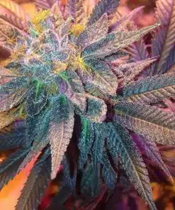 Candyland Peyote Feminized Cannabis Seeds | Candyland Peyote Strain | The Seed Fair
