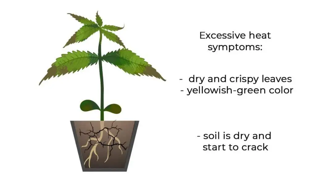Handling Cannabis Seedling Problems | Troubleshooting | The Seed Fair