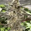Cement Shooz Feminized Cannabis Seeds | Clement Shooz Strain | The Seed Fair