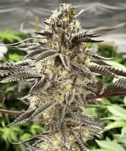 Cement Shooz Feminized Cannabis Seeds | Clement Shooz Strain | The Seed Fair