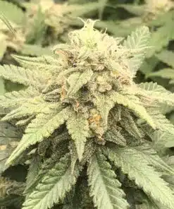 Chronic Widow Feminized Cannabis Seeds | Chronic Widow Strain | The Seed Fair