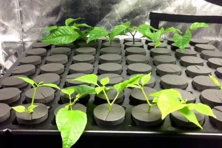 How To Make A Cloning Box | Our Guide On Cloning Setup | The Seed Fair