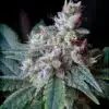 Cream Caramel Feminized Cannabis Seeds | Cream Caramel Seeds | The Seed Fair