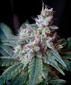 Cream Caramel Feminized Cannabis Seeds | Cream Caramel Seeds | The Seed Fair