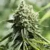 Critical Fast Version Feminized Cannabis Seeds | Critical Fast Strain | The Seed Fair