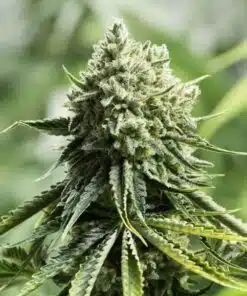 Critical 2.0 Feminized Cannabis Seeds | Critical 2.0 Strain | The Seed Fair