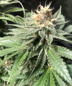 Critical Bilbo Feminized Cannabis Seeds | Critical Bilbo Strain | The Seed Fair
