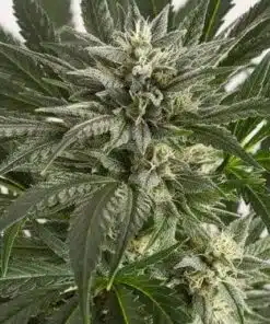 Critical Blue Feminized Cannabis Seeds | Critical Blue Strain | The Seed Fair