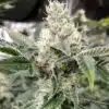 Crystal Feminized Cannabis Seeds | Crystal Feminized Strain | The Seed Fair