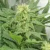 Early Skunk Feminized Cannabis Seeds | Early Skunk Feminized Strain | The Seed Fair