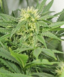 Early Skunk Feminized Cannabis Seeds | Early Skunk Feminized Strain | The Seed Fair