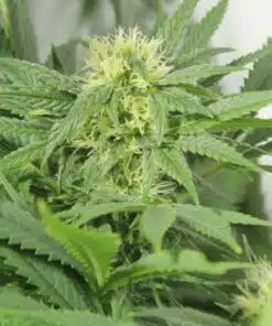 Early Skunk Feminized Cannabis Seeds | Early Skunk Feminized Strain | The Seed Fair
