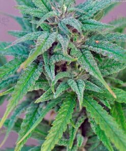Exodus Cheese Blue Head Band Feminized Cannabis Seeds | The Seed Fair