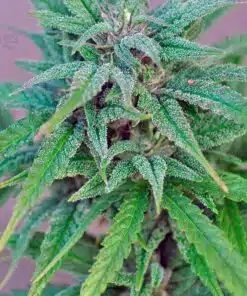Exodus Cheese Blue Head Band Feminized Cannabis Seeds | The Seed Fair