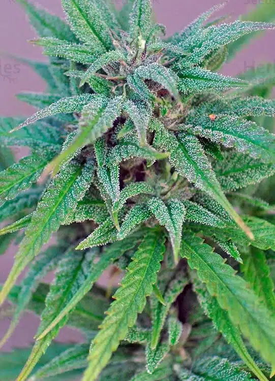 Exodus Cheese Blue Head Band Feminized Cannabis Seeds | The Seed Fair