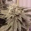 Fire OG Feminized Cannabis Seeds | Fire OG Strain | The Seed Fair