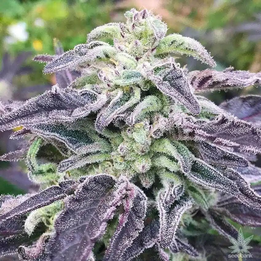 Five Alive Feminized Cannabis Seeds | Five Alive Strain | The Seed Fair