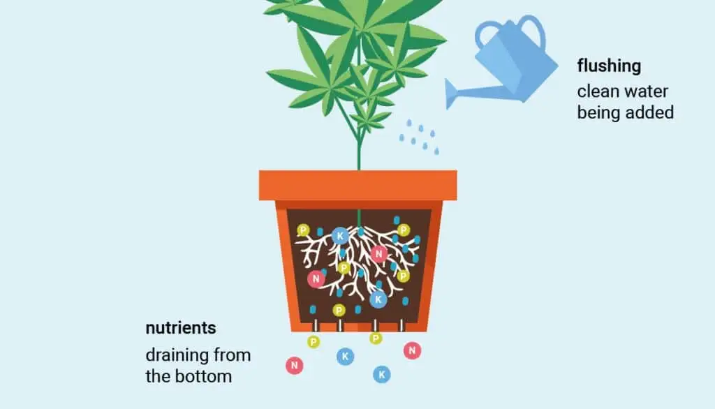 Flushing Marijuana | Our Guide On How And When To Flush | The Seed Fair