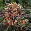 Gorilla Lemon Fire Feminized Cannabis Seeds | Gorilla Lemon Fire Strain | The Seed Fair