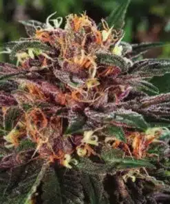 Gorilla Lemon Fire Feminized Cannabis Seeds | Gorilla Lemon Fire Strain | The Seed Fair
