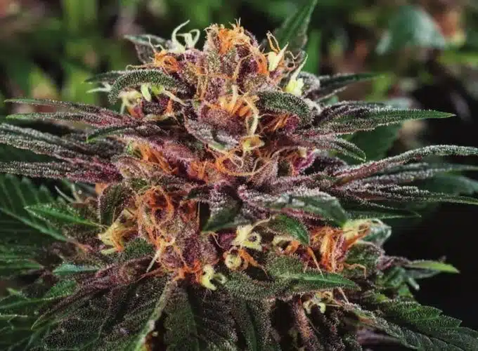 Gorilla Lemon Fire Feminized Cannabis Seeds | Gorilla Lemon Fire Strain | The Seed Fair