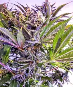 Grandaddy Black Feminized Cannabis Seeds | Grandaddy Black Strain | The Seed Fair