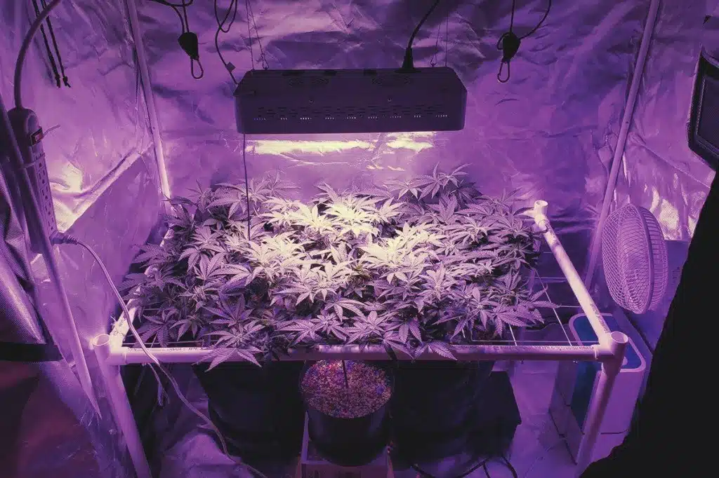 Our Growing Guide On 12/12 From Seed Technique | Growing Tips | The Seed Fair