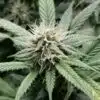 Hektol Feminized Cannabis Seeds | Hektol Feminized Strain | The Seed Fair
