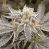 Hellfire OG Feminized Cannabis Seeds | Hellfire OG Strain | The Seed Fair