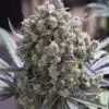 Humboldt Feminized Cannabis Seeds | Humboldt Strain | The Seed Fair