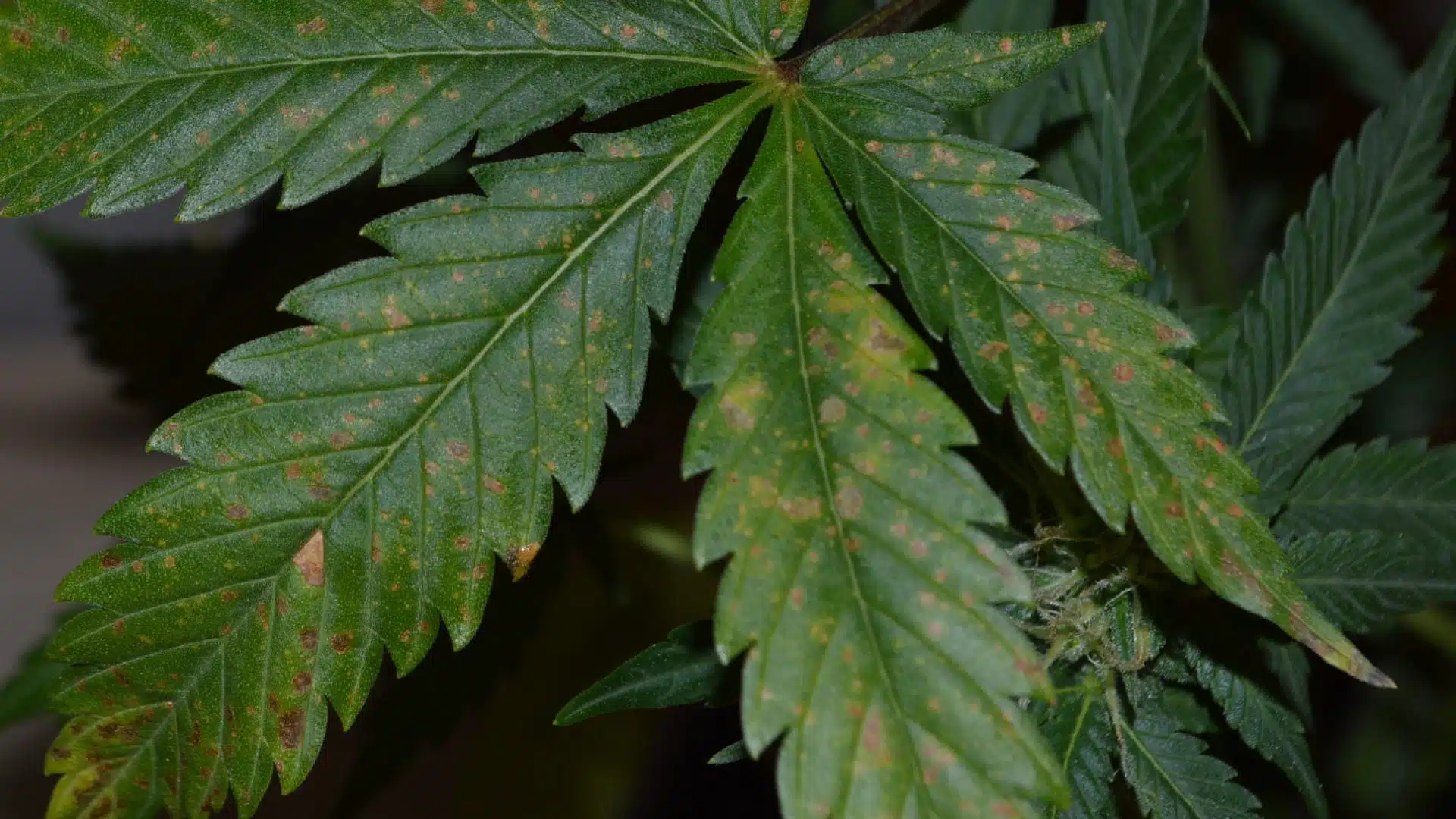 Yellow Spots In Your Leaf and How Leaf Septoria Can Affect Your Growth | The Seed Fair