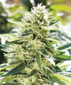 Lemon Diesel Feminized Cannabis Seeds | Lemon Diesel Strain | The Seed Fair