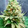 Lemon Garlic OG Feminized Cannabis Seeds | Lemon Garlic Strain | The Seed Fair