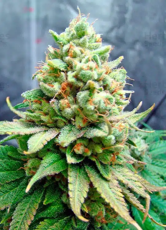 Lemon Garlic OG Feminized Cannabis Seeds | Lemon Garlic Strain | The Seed Fair