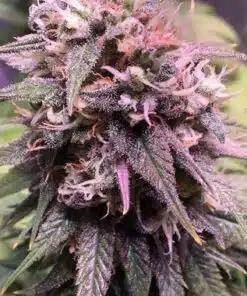 M8 Feminized Cannabis Seeds | M8 Strain | The Seed Fair